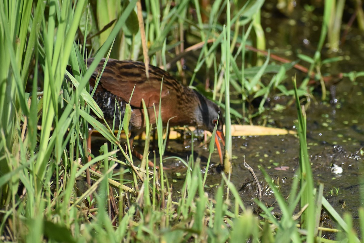 Virginia Rail - ML588119031