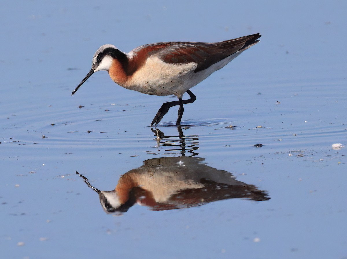 Wilson's Phalarope - ML588119461