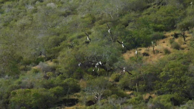 Blue-footed Booby - ML588119521