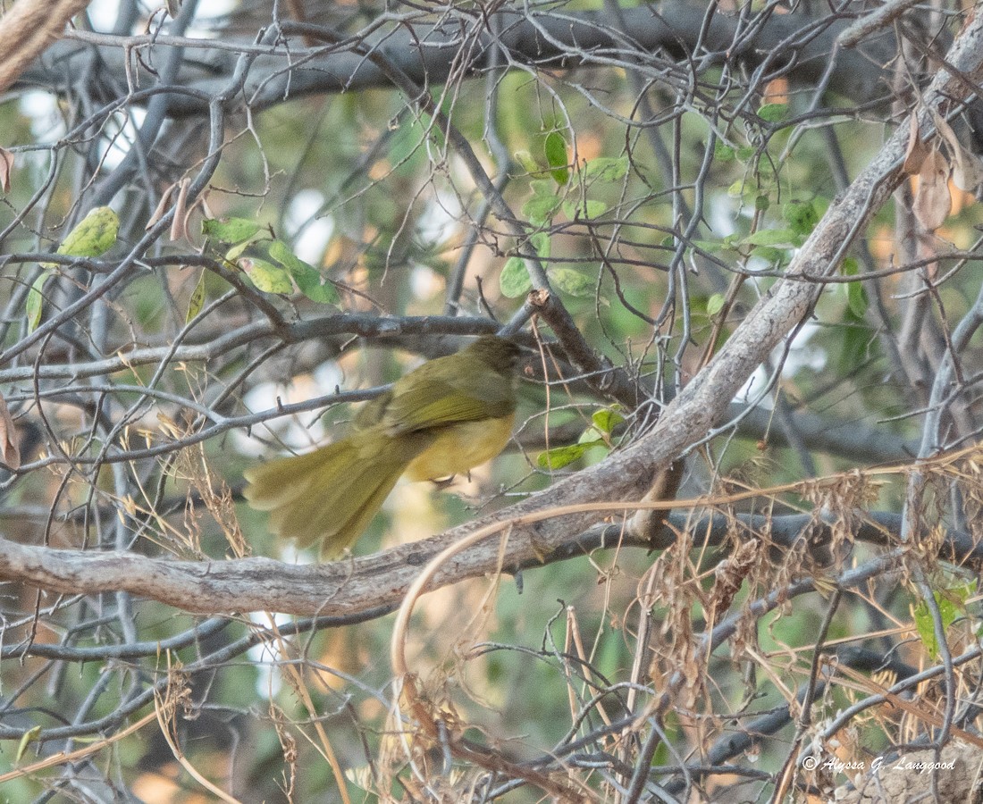 Bulbul à poitrine jaune - ML588120511