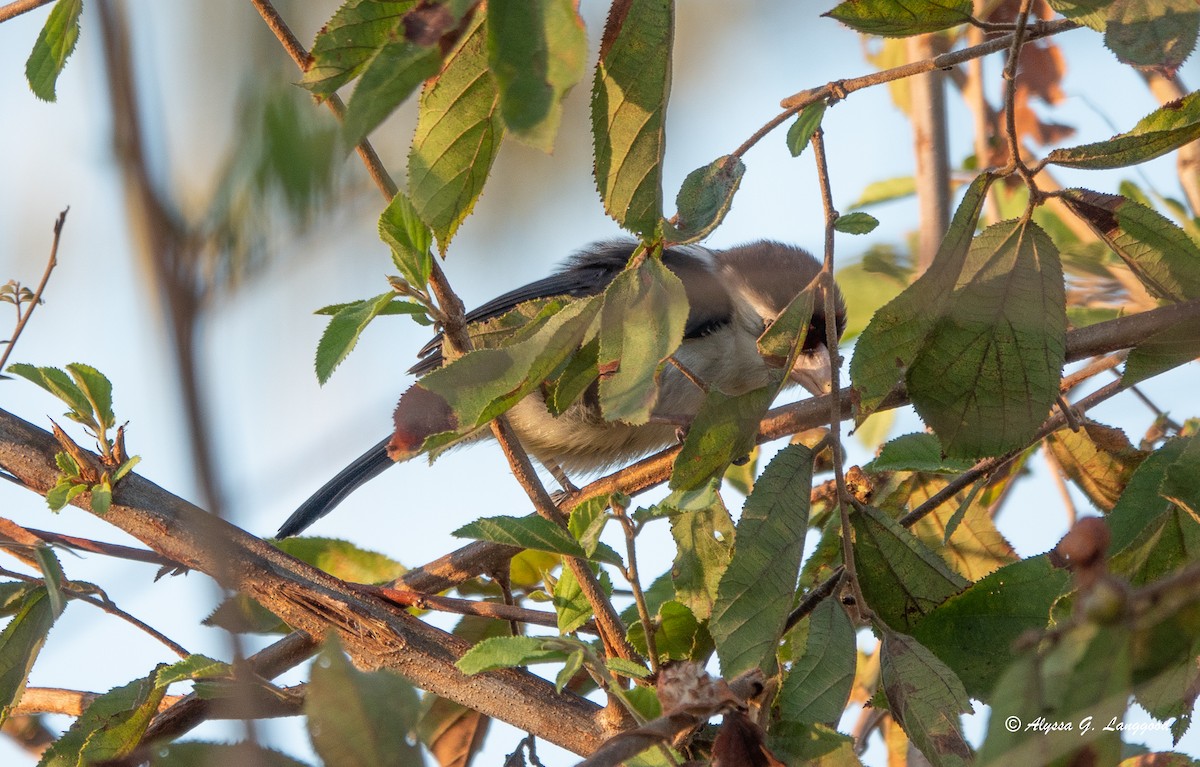 Black-backed Barbet - Anonymous