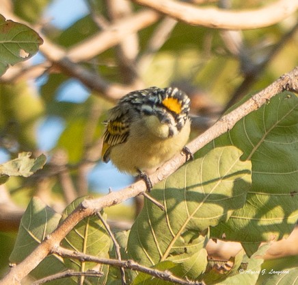 Sarı Alınlı Cüce Barbet - ML588120861