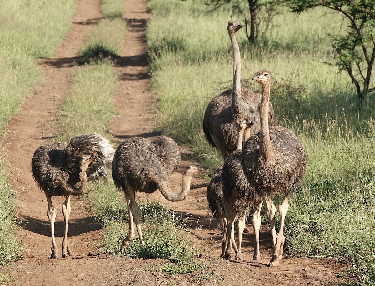 Common Ostrich - ML588122241