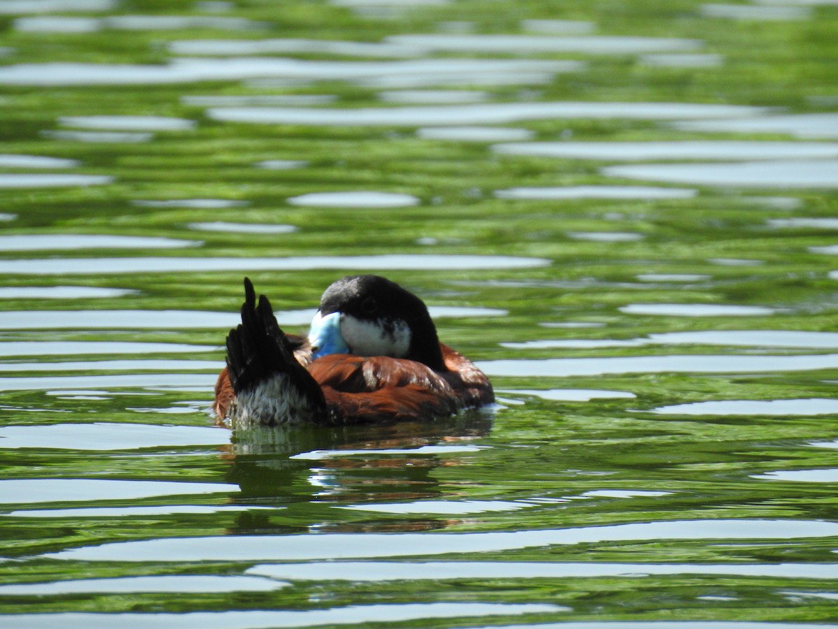 Ruddy Duck - ML588122351