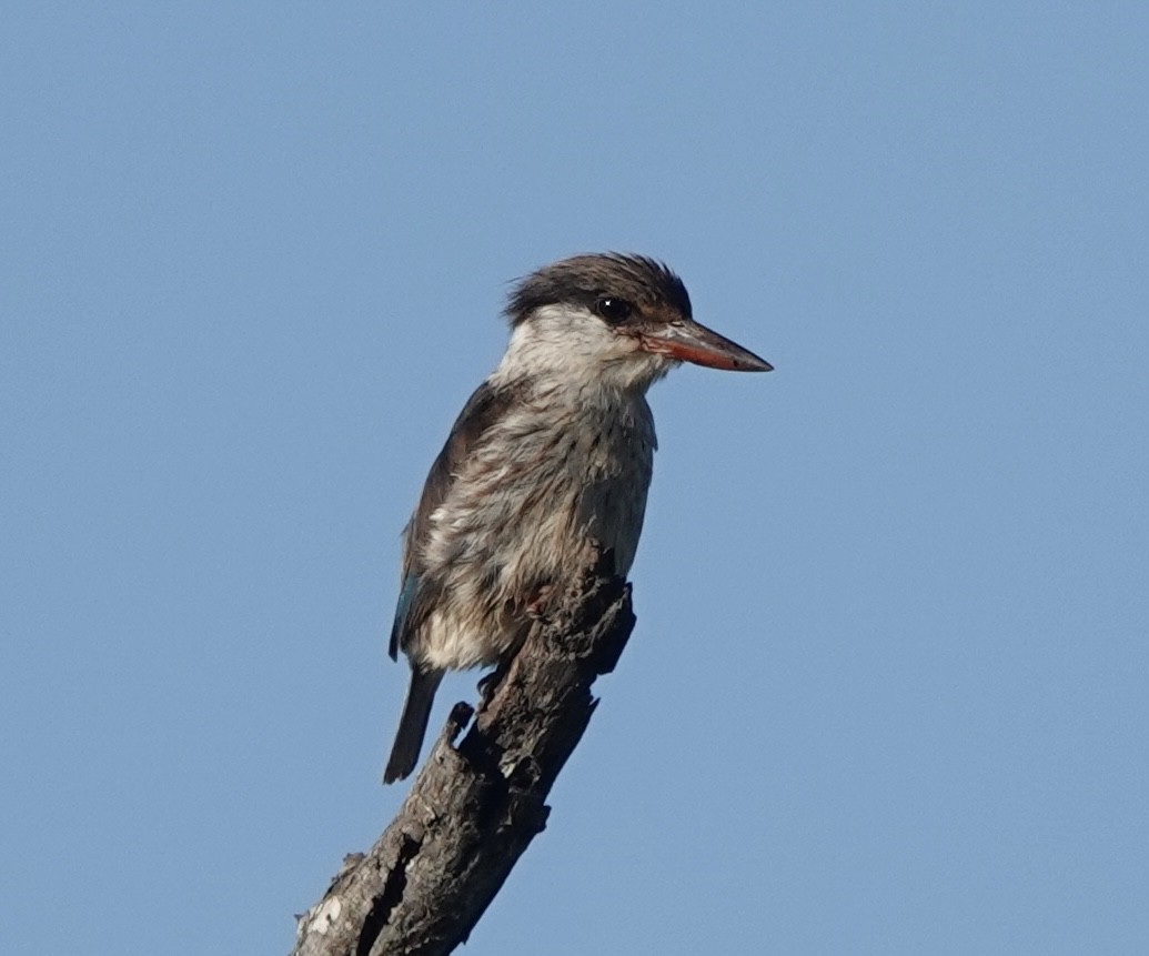 Striped Kingfisher - Howard Laidlaw