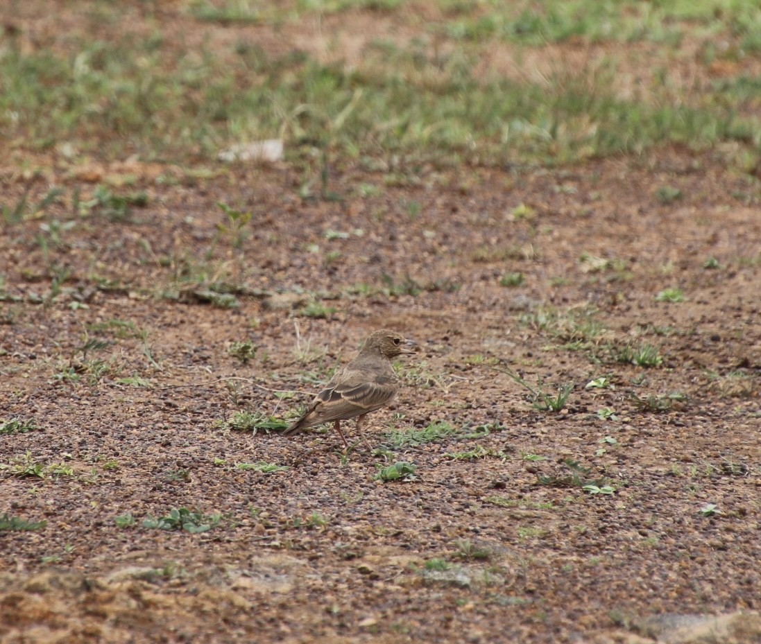 Rufous-tailed Lark - ML588123181