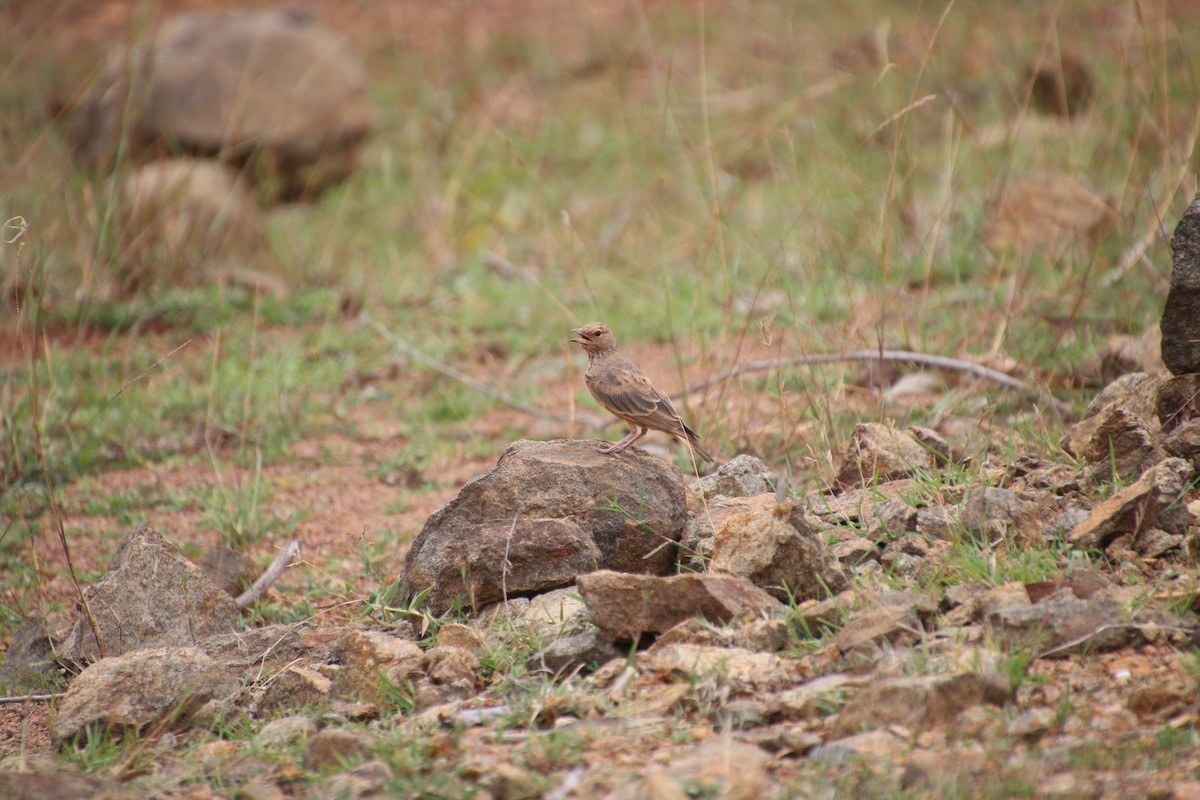 Rufous-tailed Lark - ML588123191