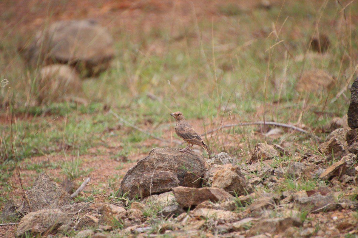 Rufous-tailed Lark - ML588123201