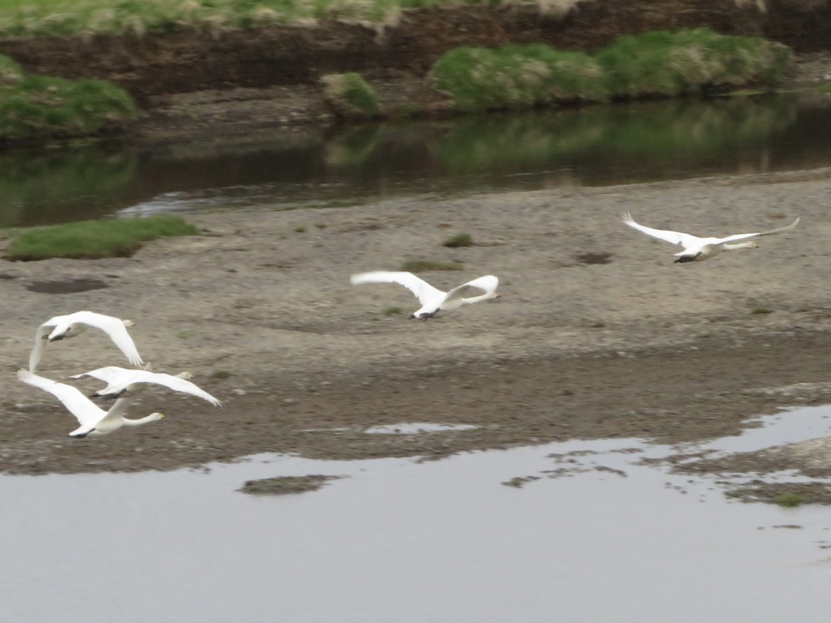 Whooper Swan - ML588123531