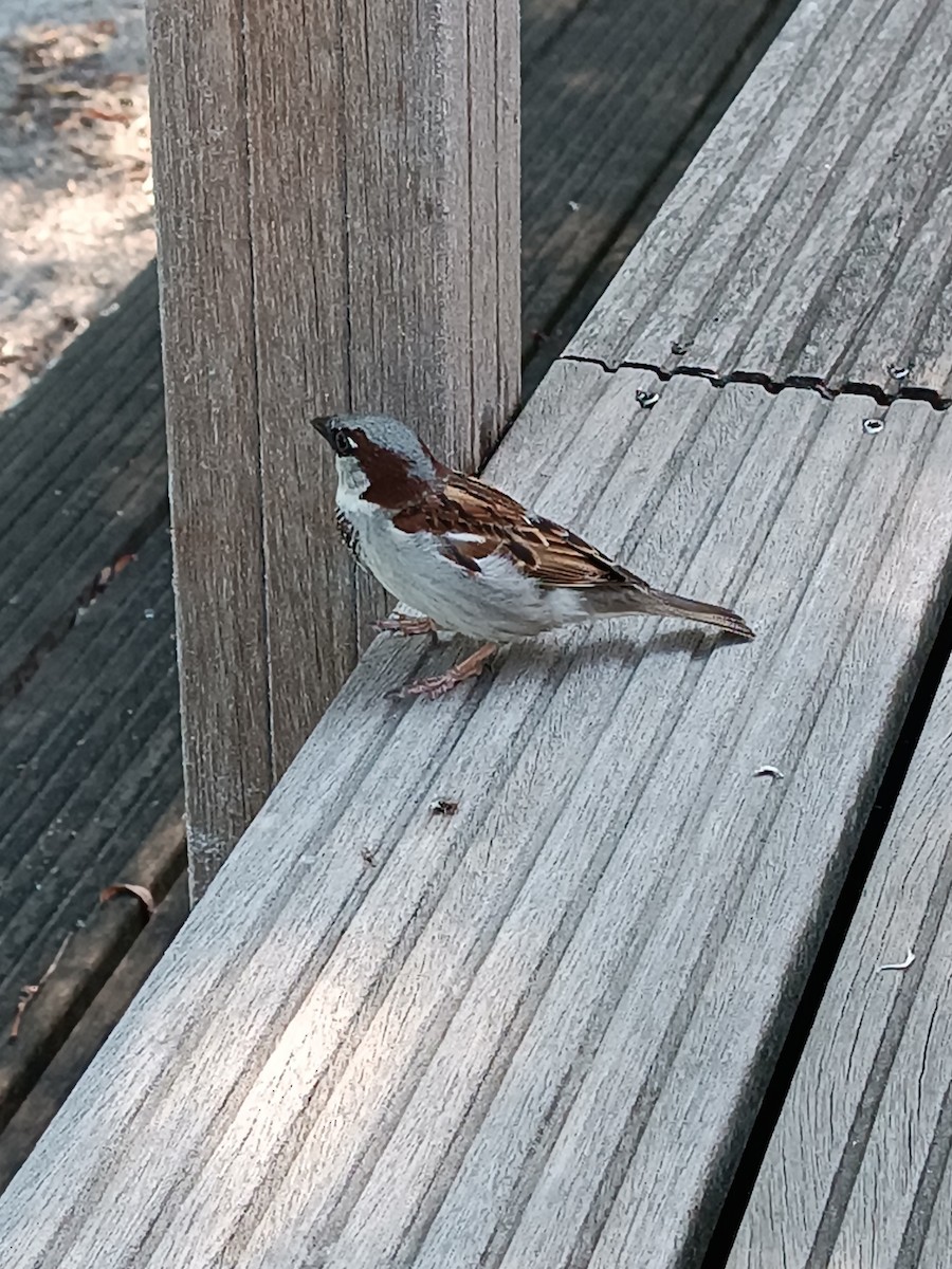 House Sparrow - ML588123781