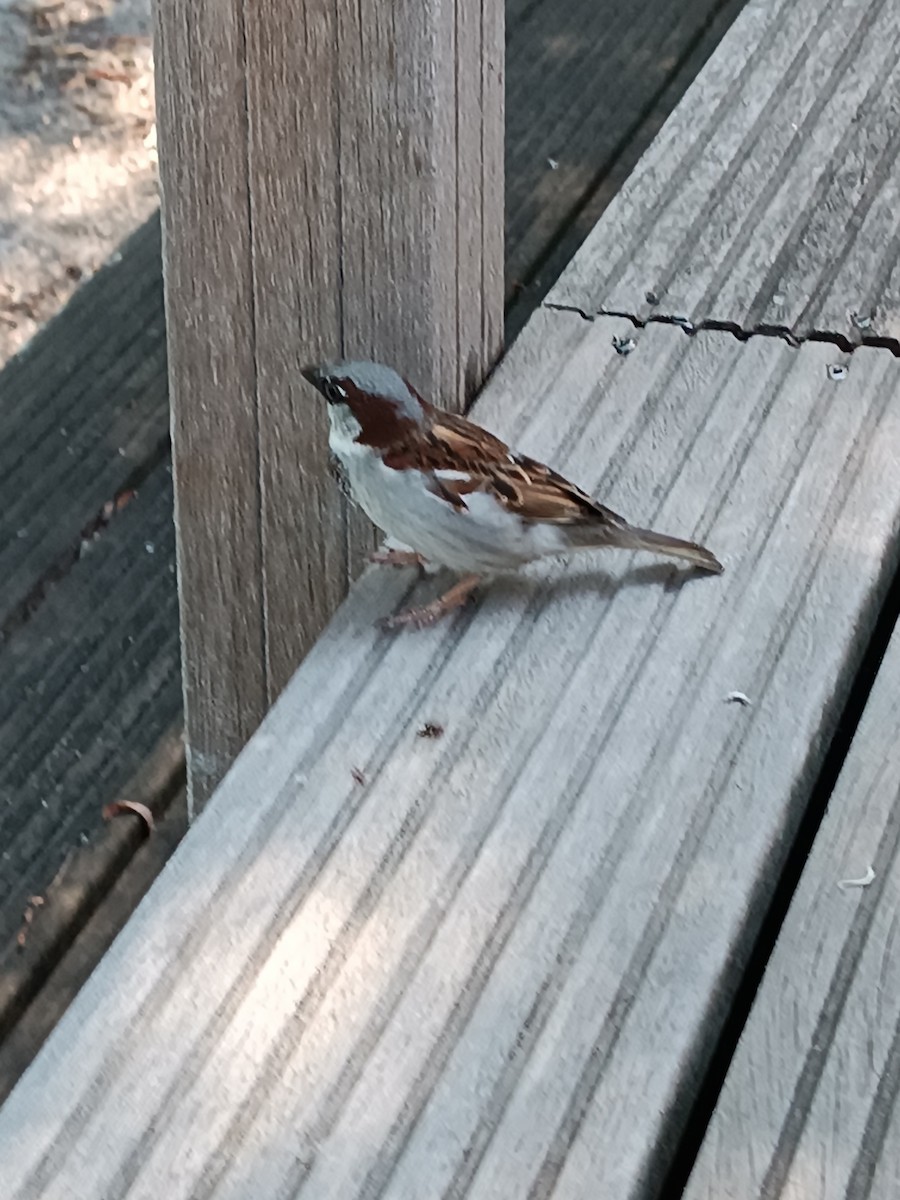 House Sparrow - ML588123841