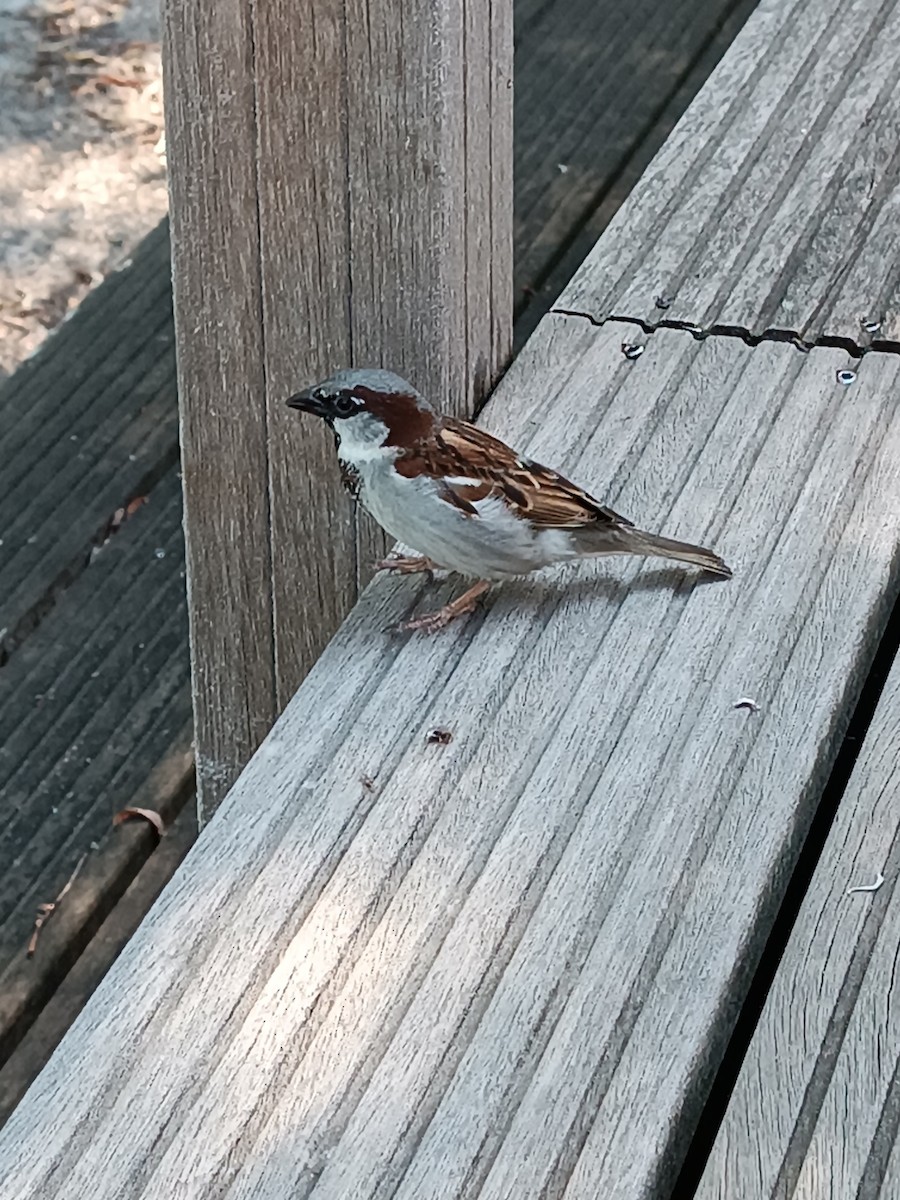 House Sparrow - ML588123851