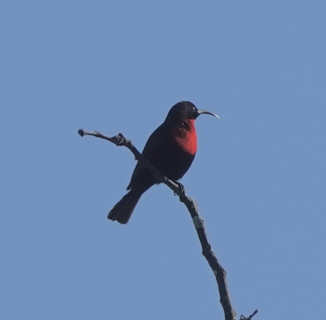 Scarlet-chested Sunbird - ML588123911