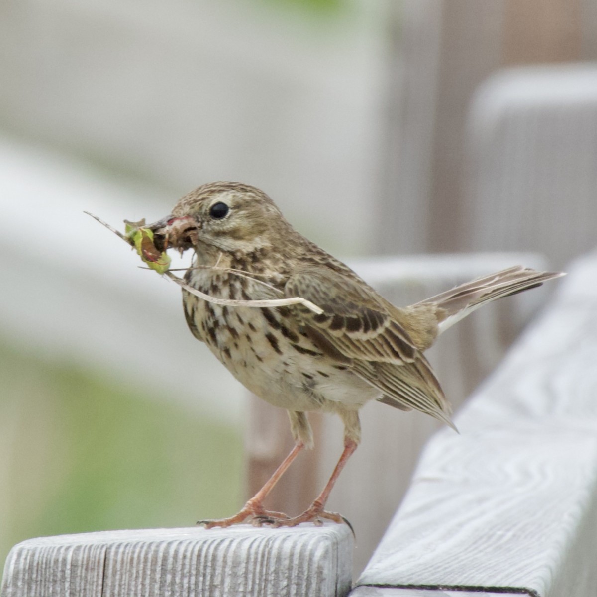 Meadow Pipit - ML588123921