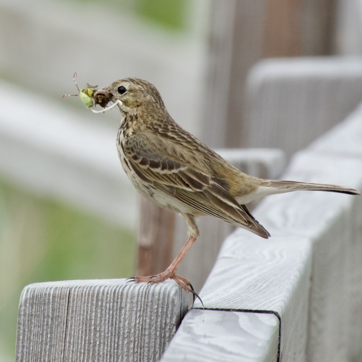 Meadow Pipit - ML588123931