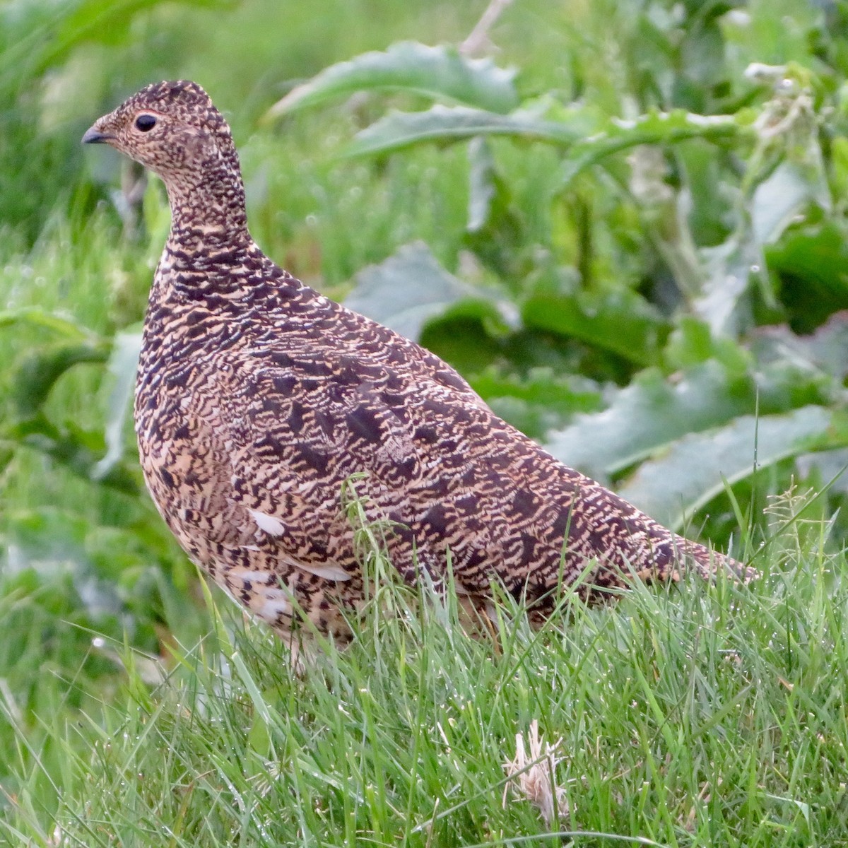 Rock Ptarmigan - ML588124171