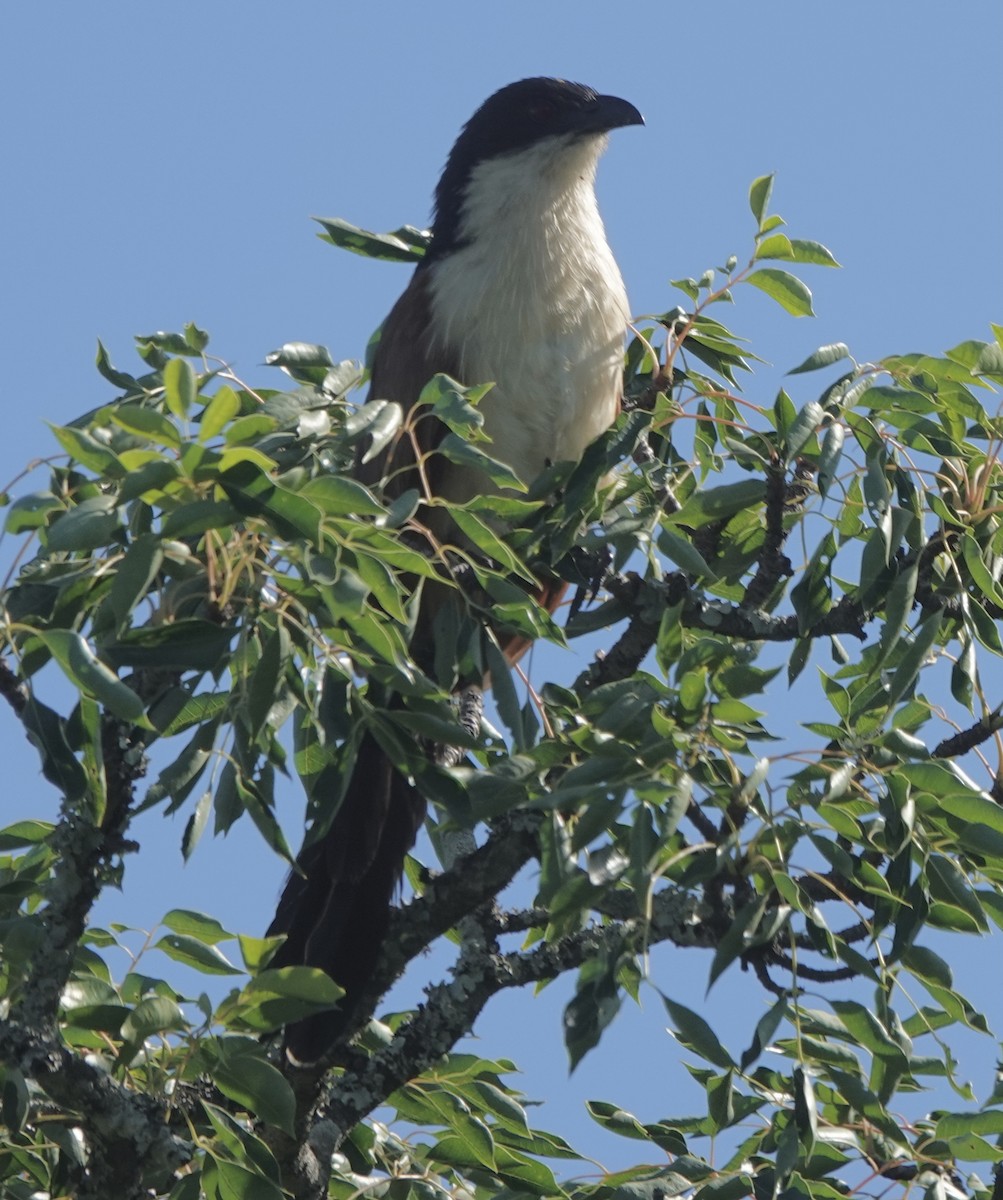 White-browed Coucal (Burchell's) - ML588124261