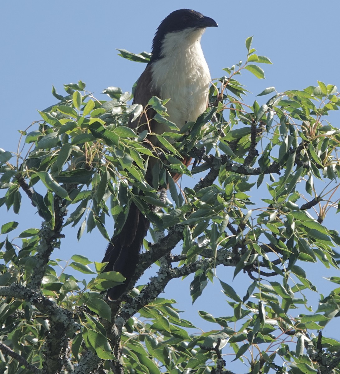 kukačka bělobrvá (ssp. burchellii/fasciipygialis) - ML588124271