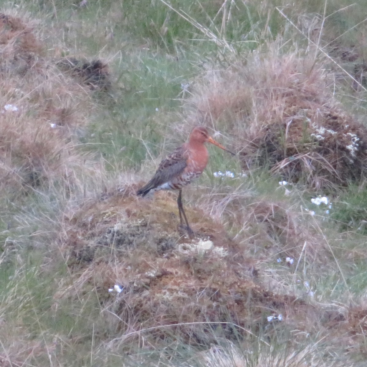 Black-tailed Godwit - ML588124281