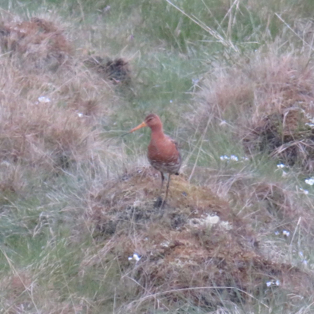 Black-tailed Godwit - ML588124301