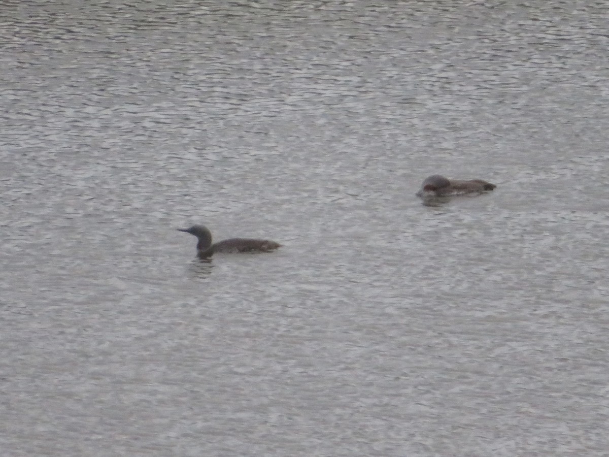 Red-throated Loon - ML588124381