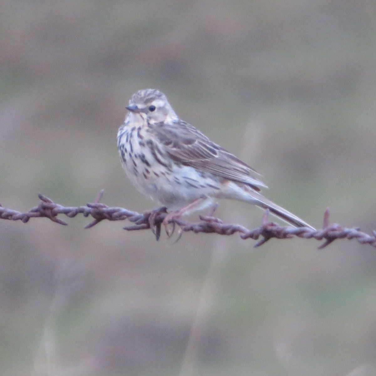 Meadow Pipit - ML588124481