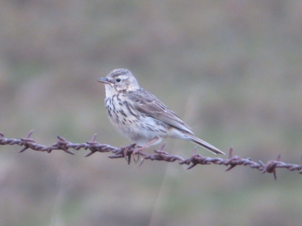 Meadow Pipit - ML588124491