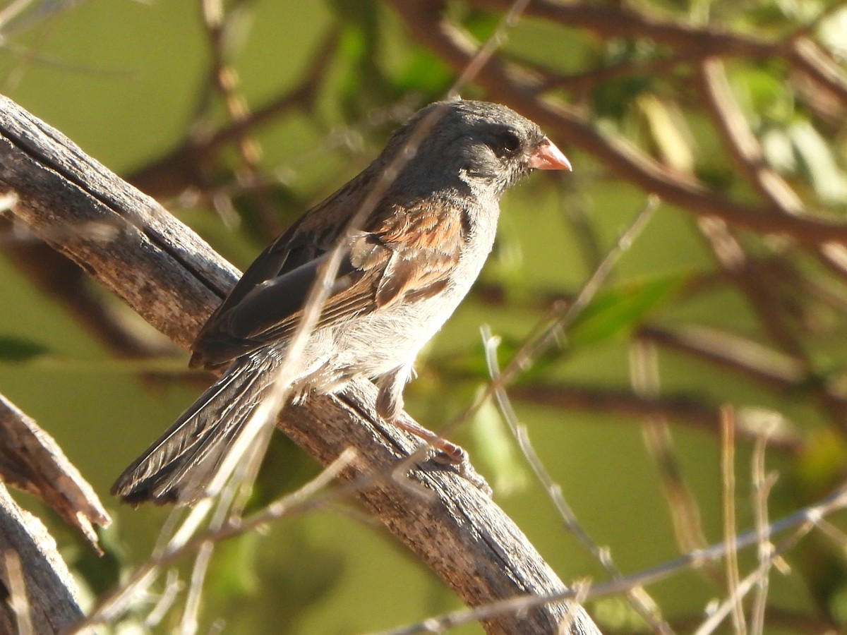 Black-chinned Sparrow - Tate Putman
