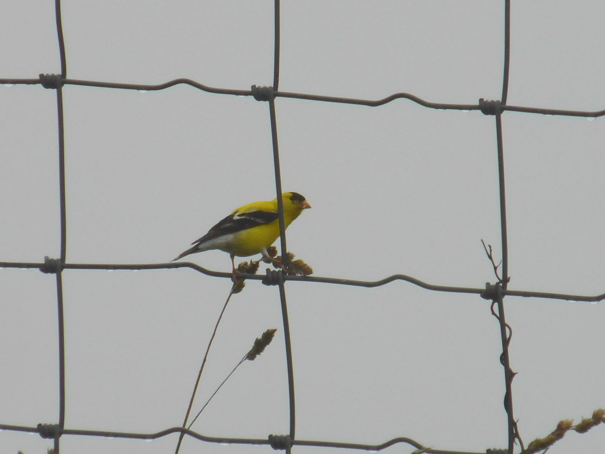 American Goldfinch - ML588124721