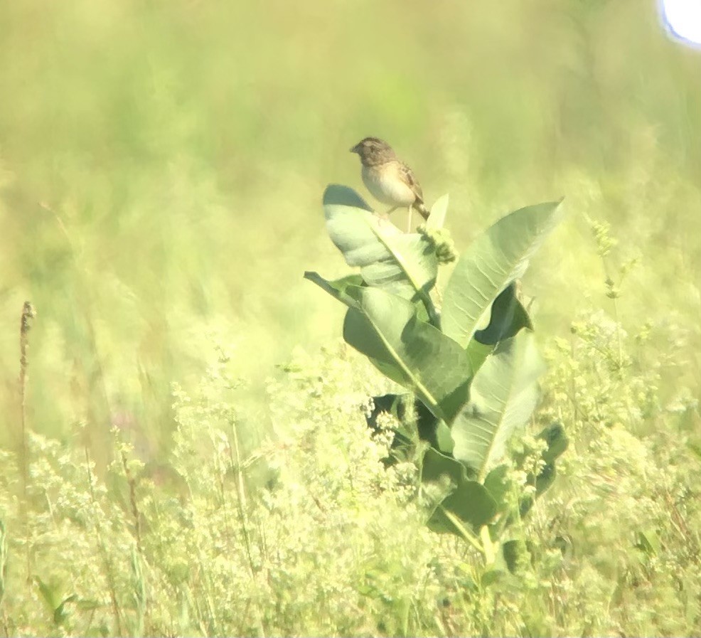 Grasshopper Sparrow - ML588125931