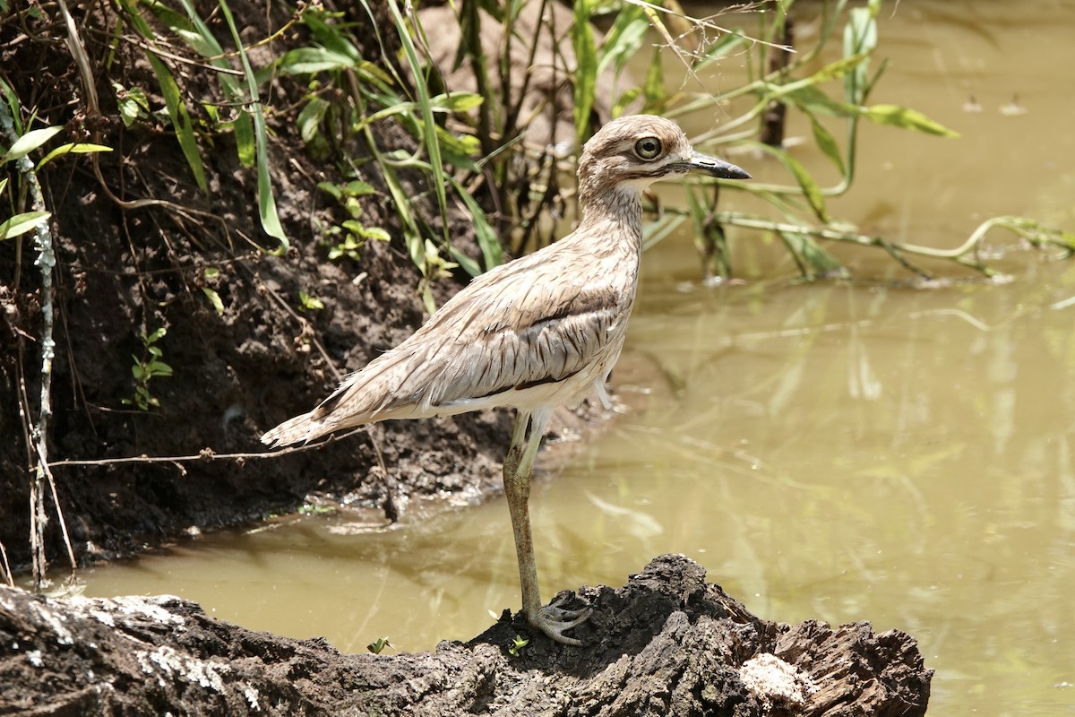 Water Thick-knee - ML588126571