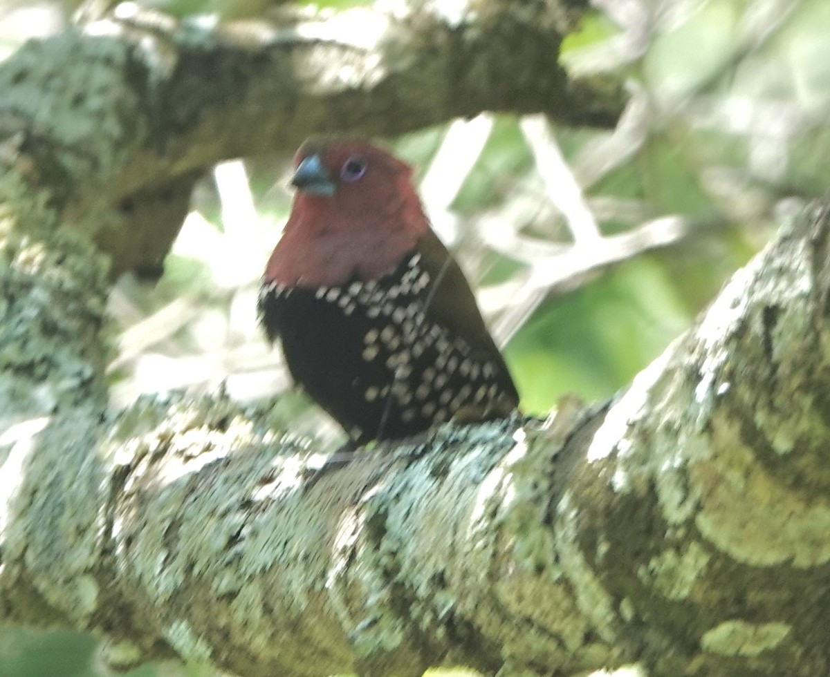 Pink-throated Twinspot - ML588127831