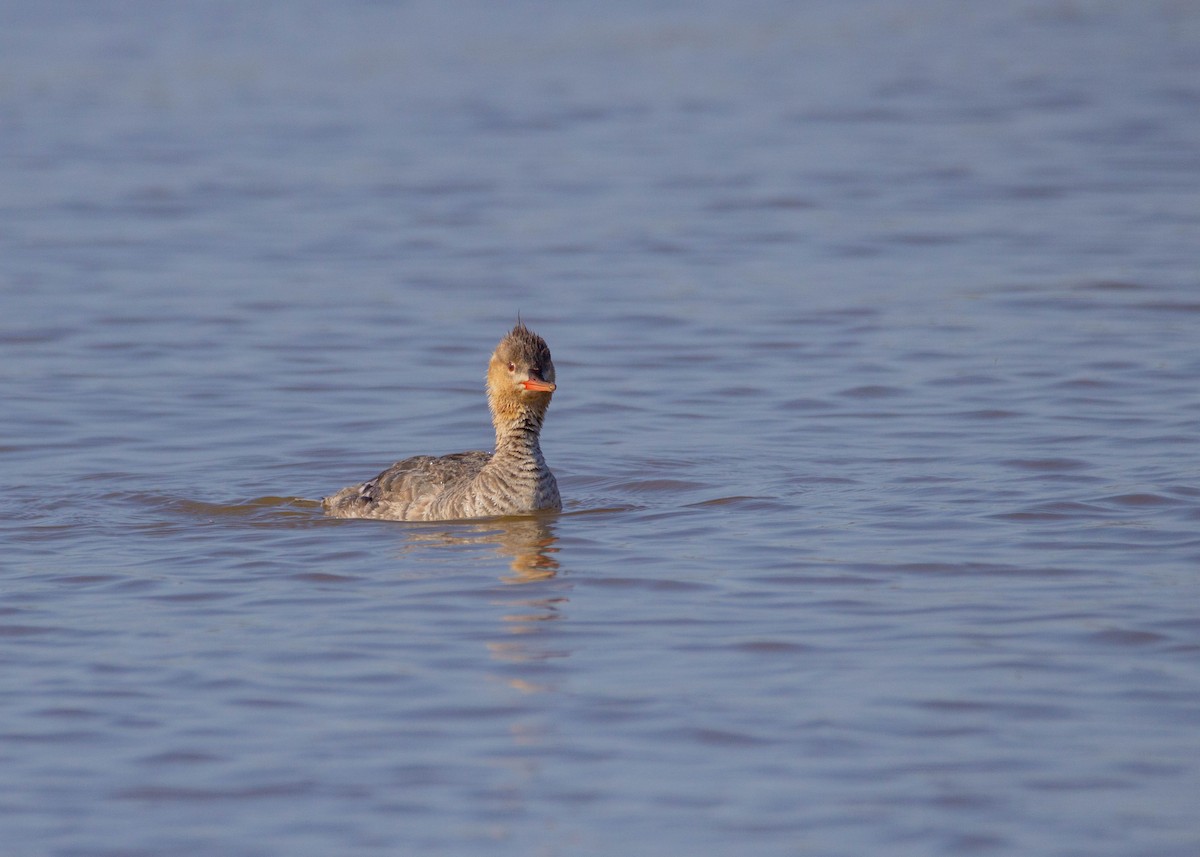 Red-breasted Merganser - ML588128251