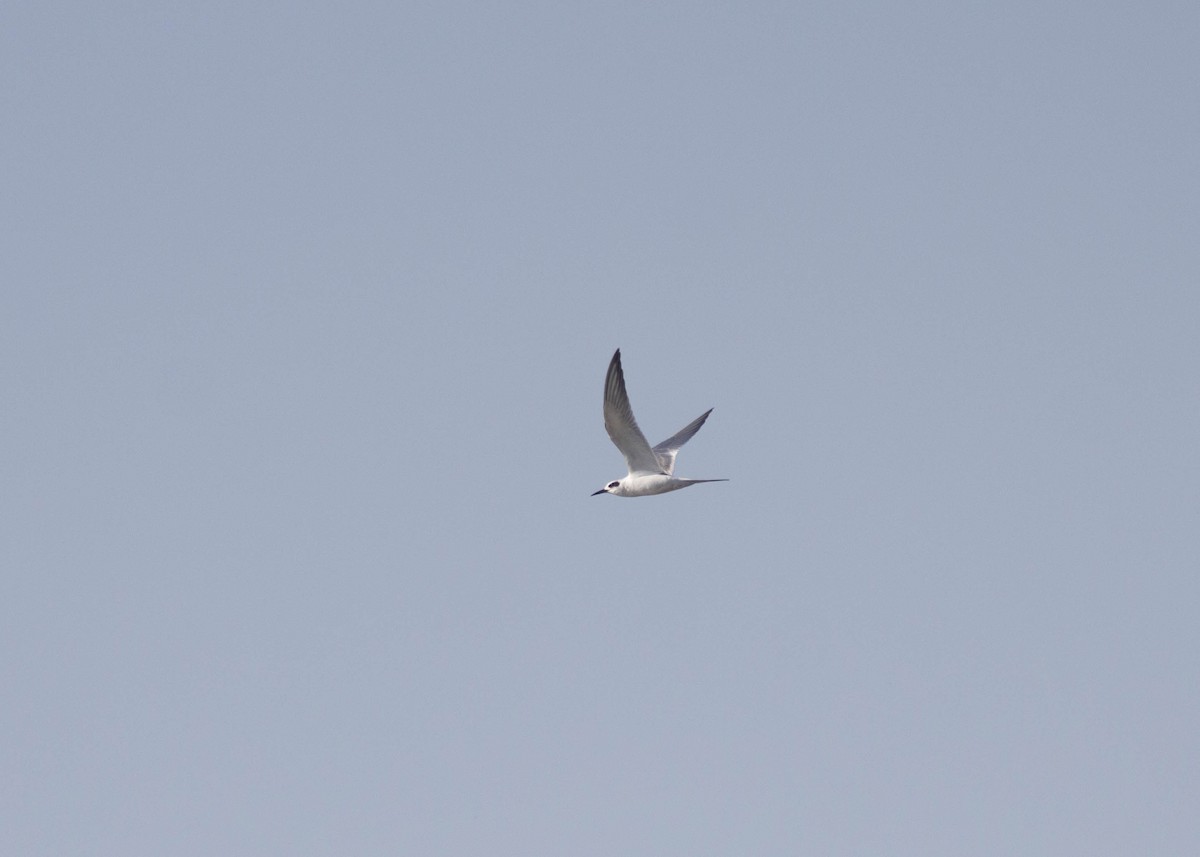 Forster's Tern - ML588128431