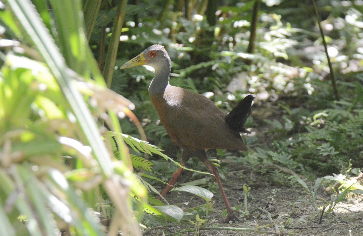 Gray-cowled Wood-Rail - ML588128571