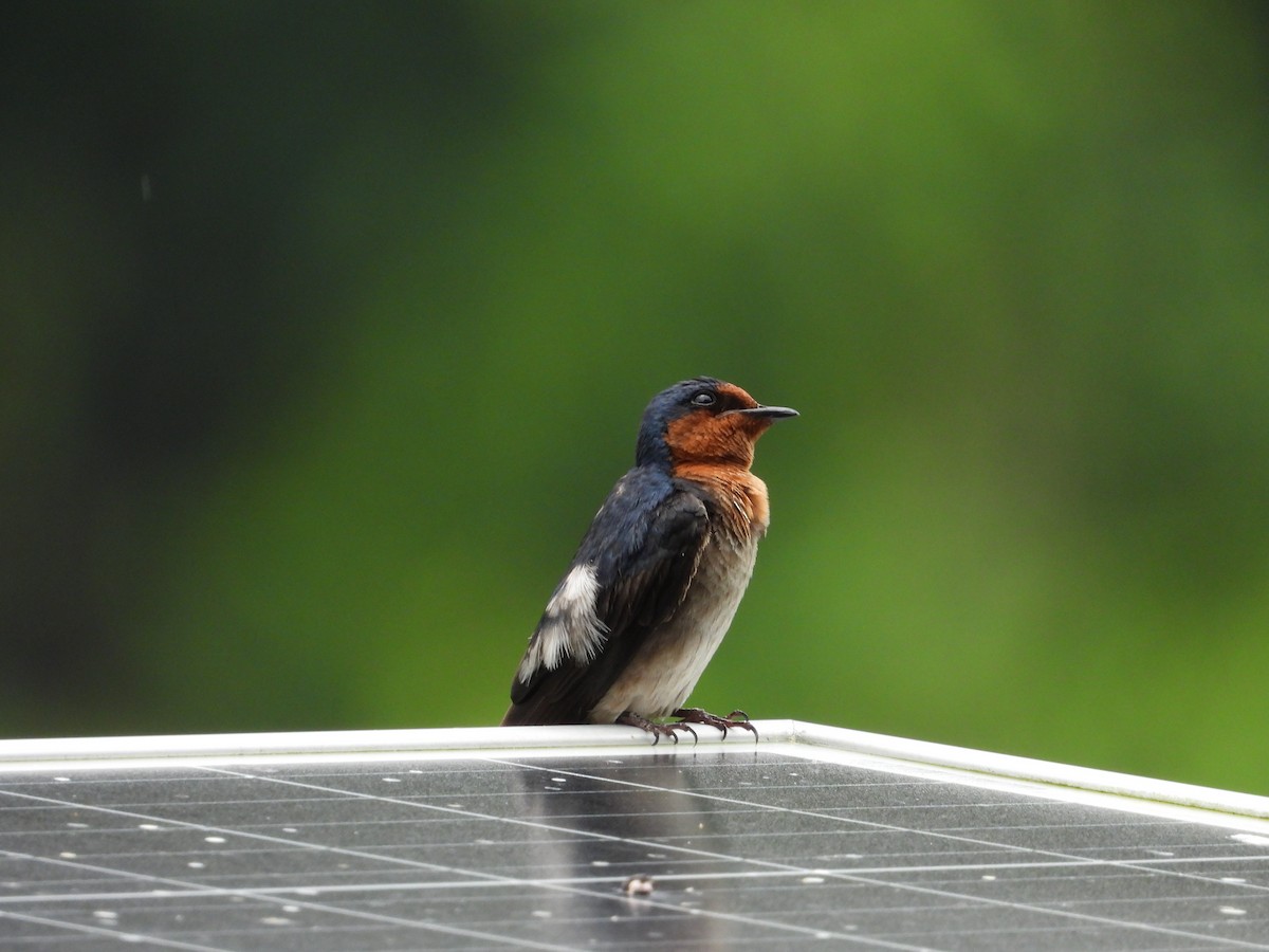 Pacific Swallow - ML588129551