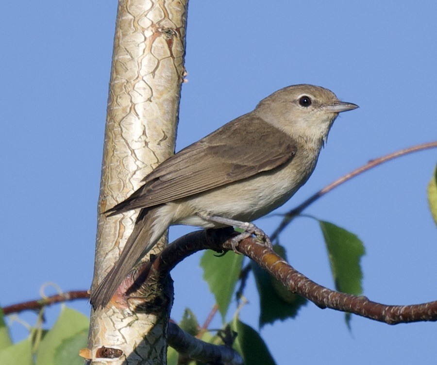 Garden Warbler - william tyrer