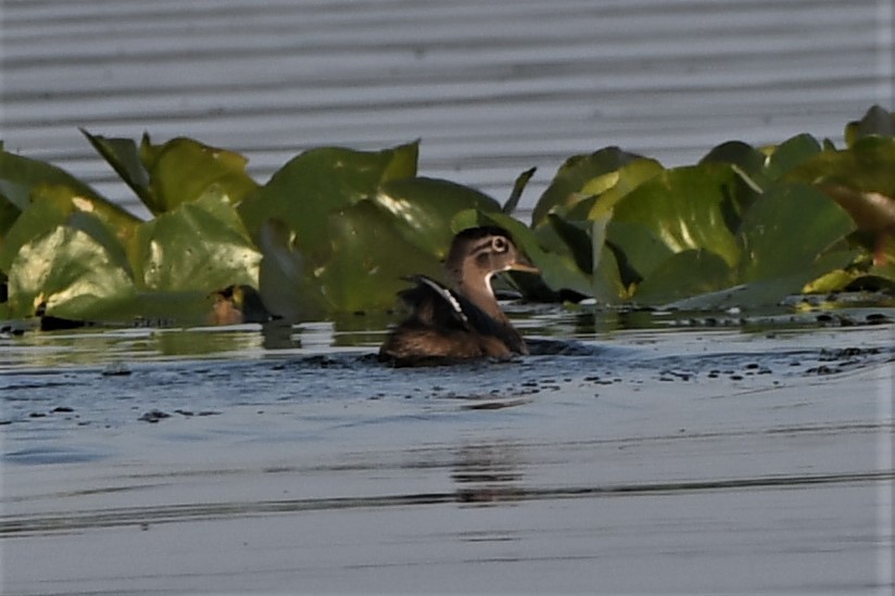 Wood Duck - ML588132571