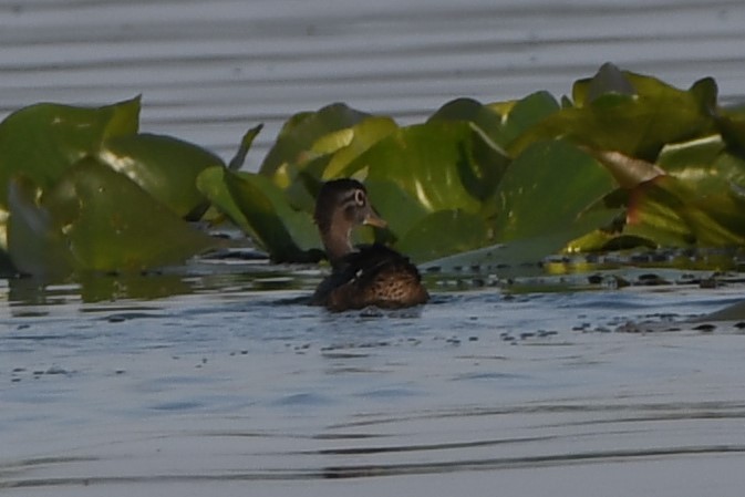 Wood Duck - ML588132581