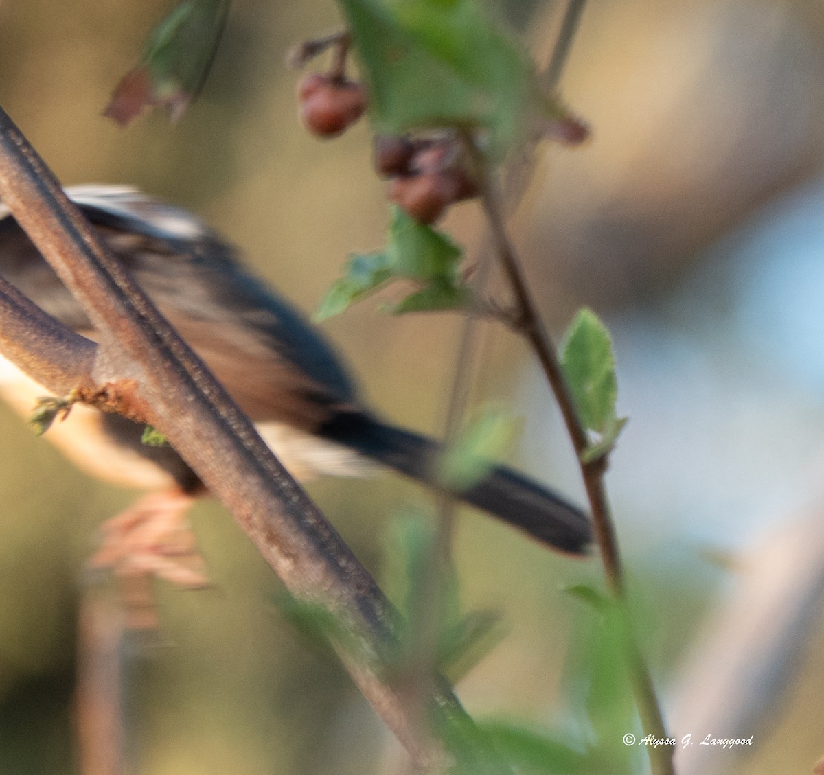 Black-backed Barbet - Anonymous