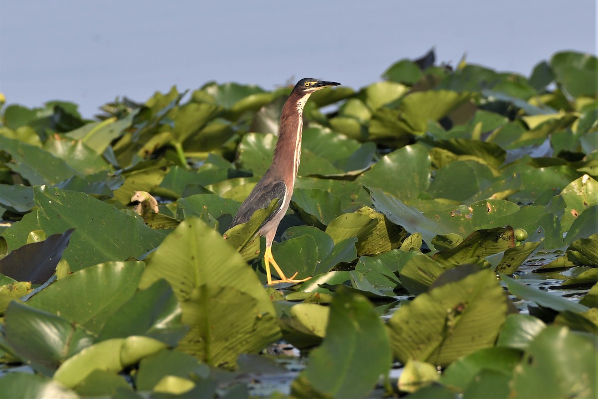 Green Heron - ML588133931