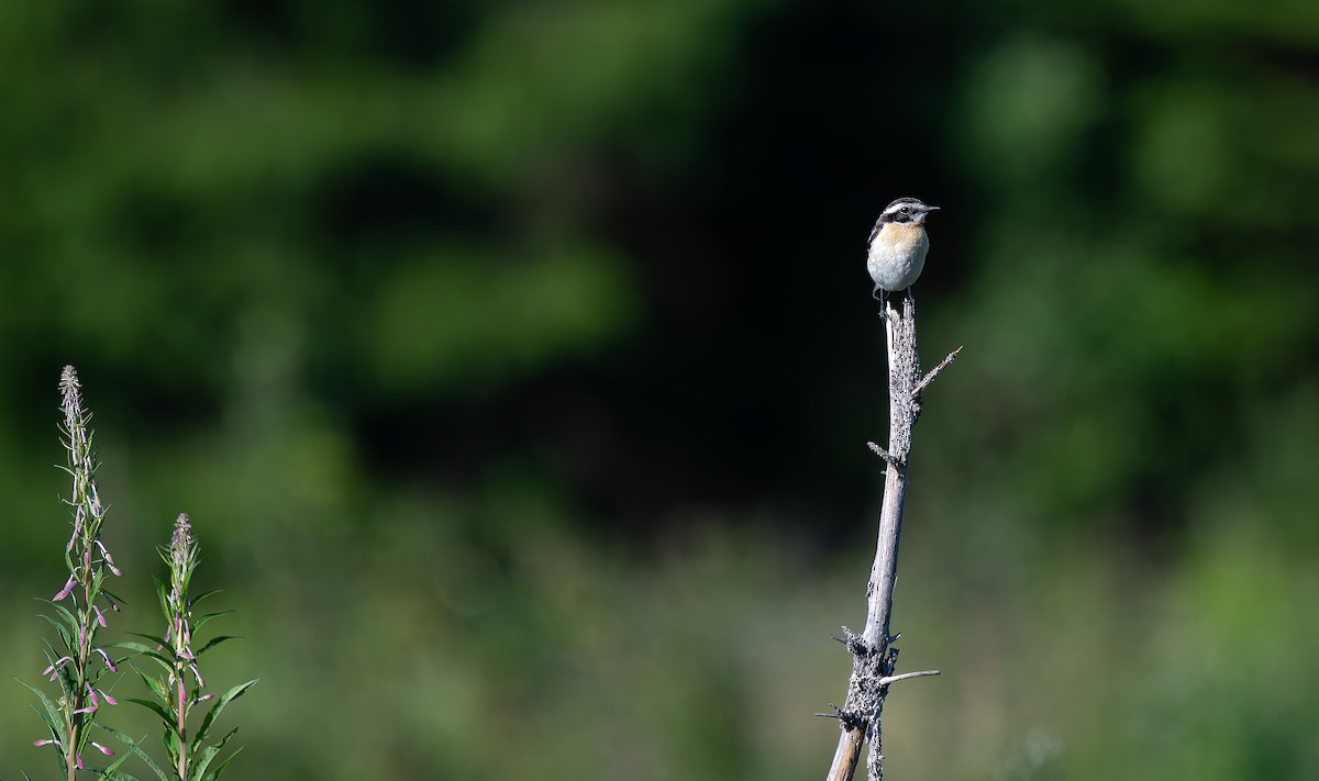 Whinchat - ML588134191