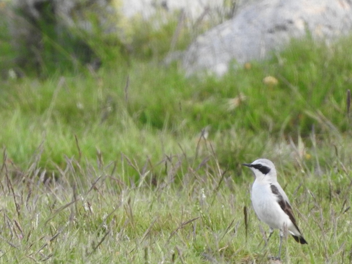 Northern Wheatear - ML588134431