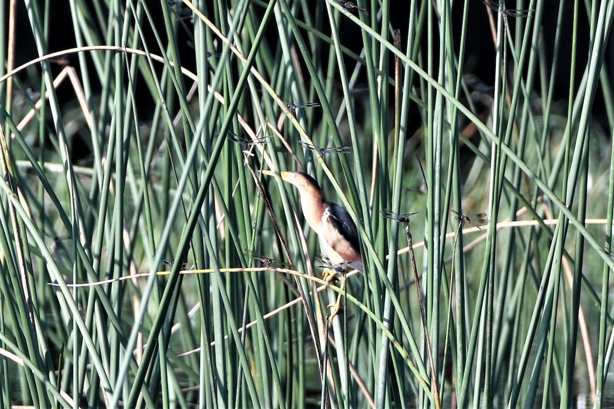 Least Bittern - Pratibha Singh