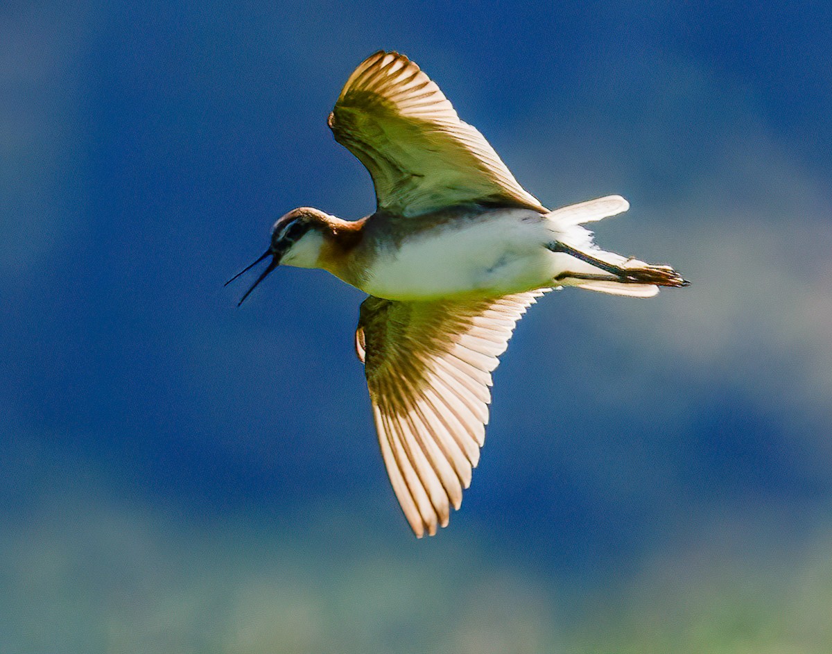 Wilson's Phalarope - Louisa Evers