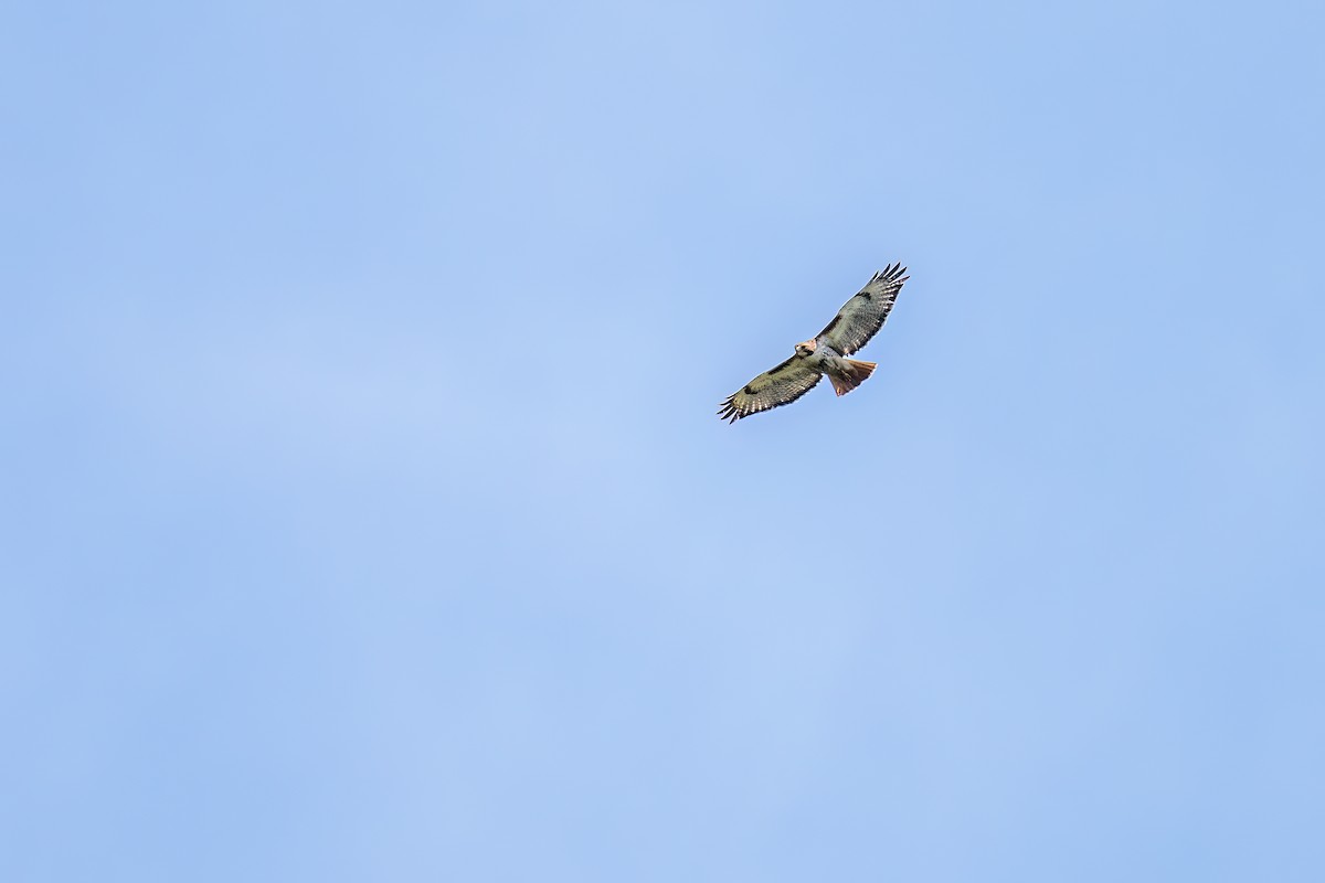 Red-tailed Hawk - ML588136441