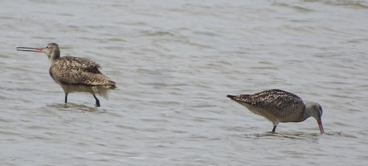 Marbled Godwit - ML588136931