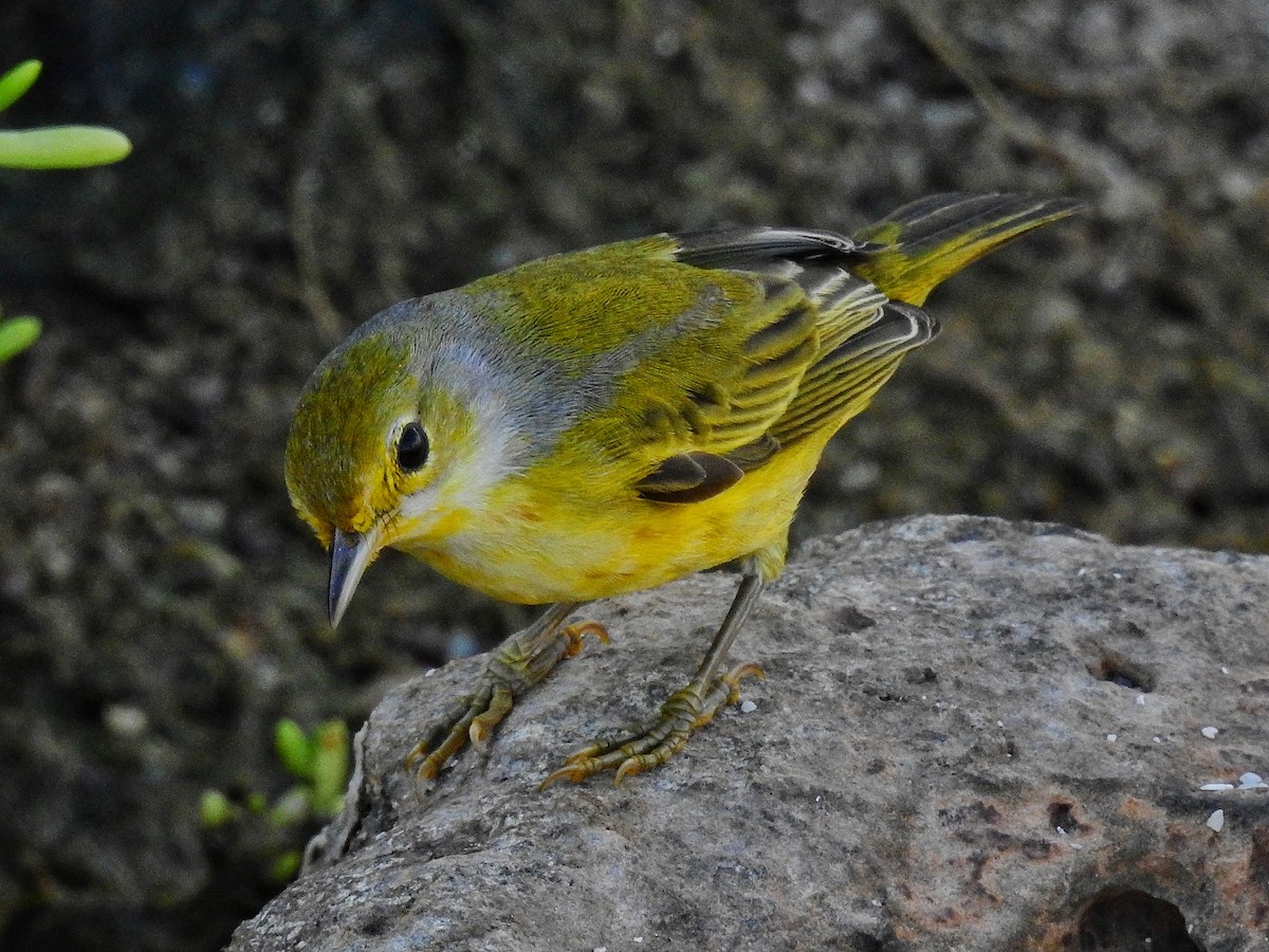 Yellow Warbler - Esteban Poveda