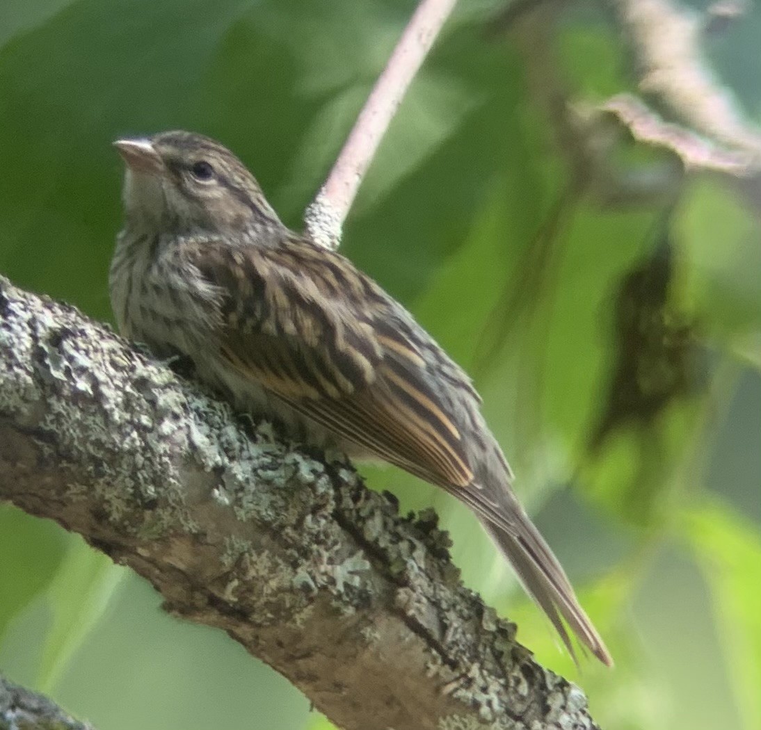 Chipping Sparrow - ML588137161