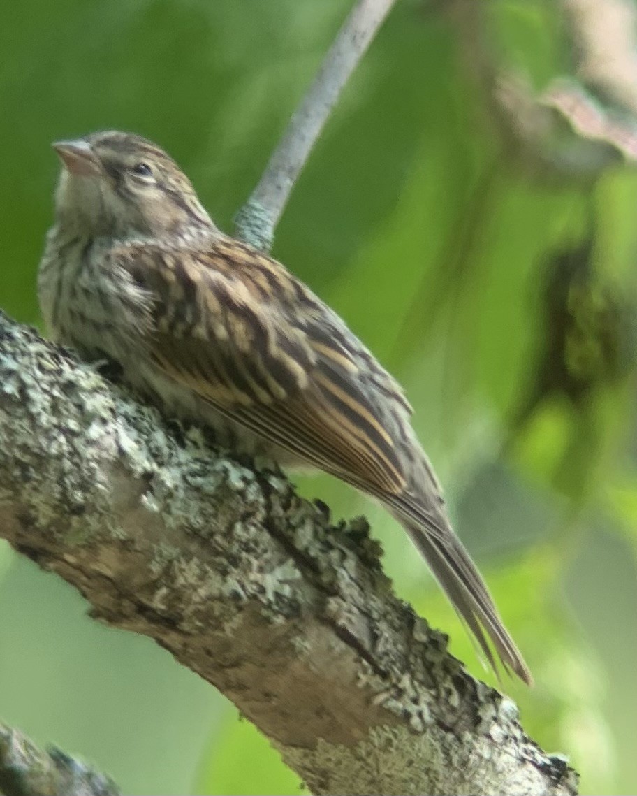 Chipping Sparrow - ML588137171